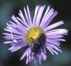 aster