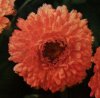 calendula