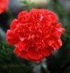 carnation