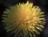 chrysanthemum