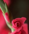 gladiolas