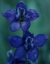 larkspur