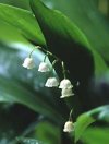 lilly-of-the-valley