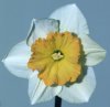 narcissus