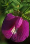 sweet pea